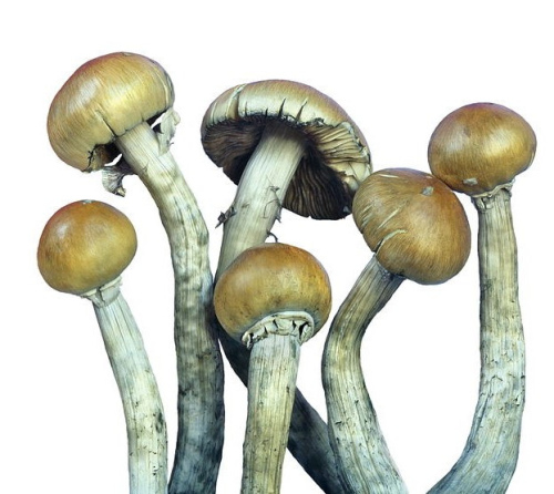 Psilocybin